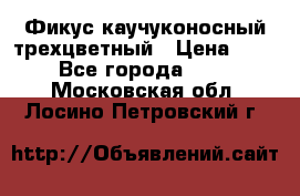 Фикус каучуконосный трехцветный › Цена ­ 500 - Все города  »    . Московская обл.,Лосино-Петровский г.